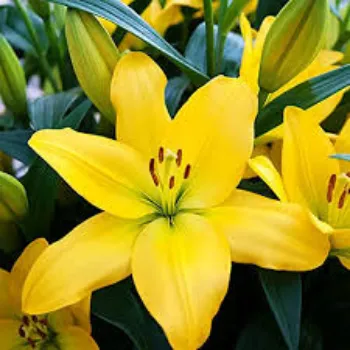 Lilium Plant Manufacturer