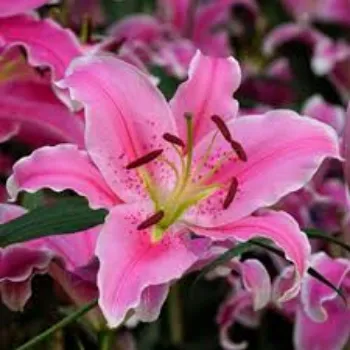 Organic Lilium Plant Manufacturer