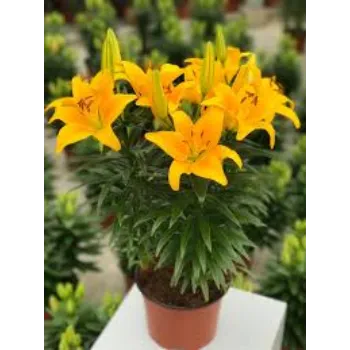 Natural Lilium  Plants