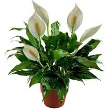 Natural Lilium Plants