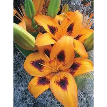 Lilium Plant Manufacturer