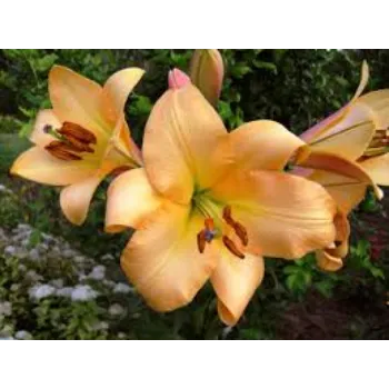 Natural Lilium Plant Manufacturer