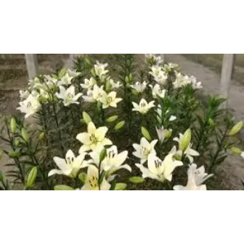 Common Lilium Plants Manufacturer