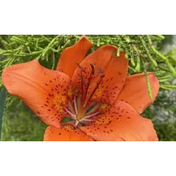 Pure Lilium Plant