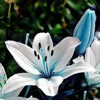 Natural Lily Flowers