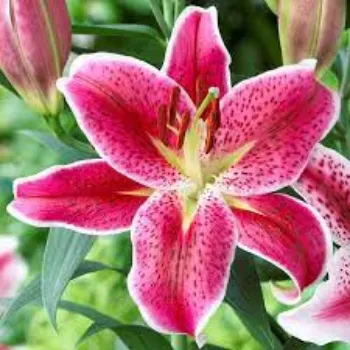 Natural Lily Flowers