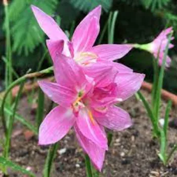 Fresh Lily Flowers