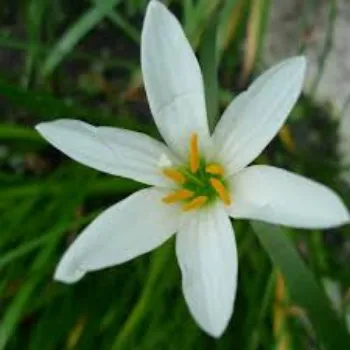 Fresh Lily Flowers