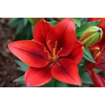 Fresh Lily Flowers