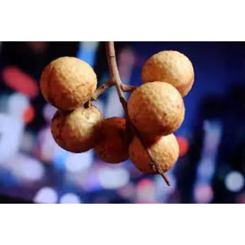 Litchi Plant