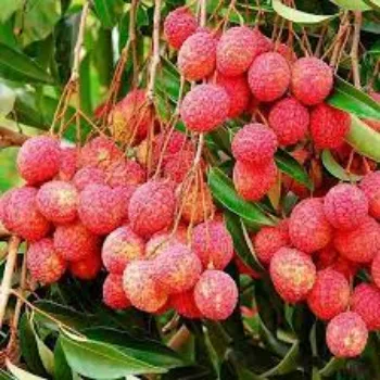 Natural Litchi Plant