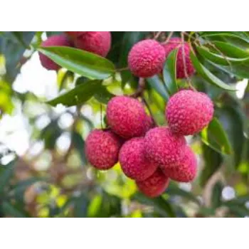 Litchi Plant