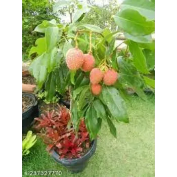 Organic Litchi Plants