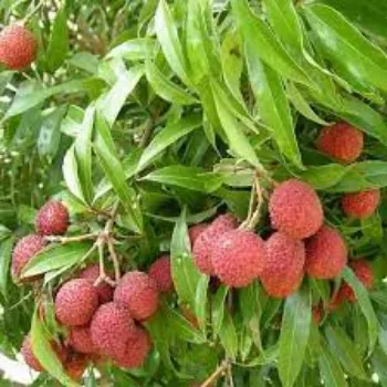 Common Litchi Plants