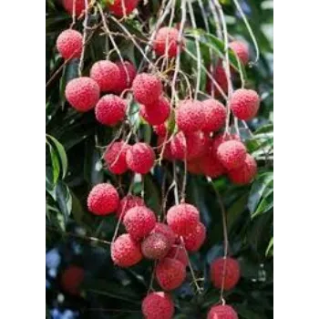 Litchi Plant