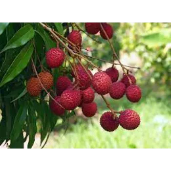 Natural Litchi Plant