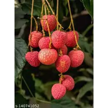 Litchi Plant