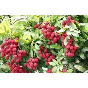 Natural Litchi Plants