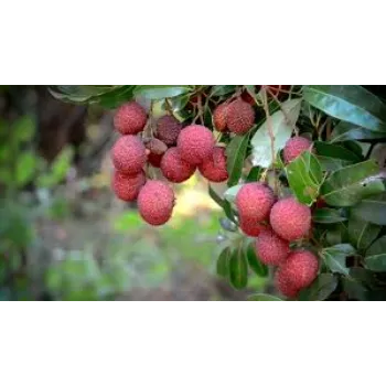 Fresh Litchi Plant