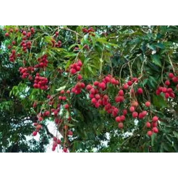 Natural Litchi Plant