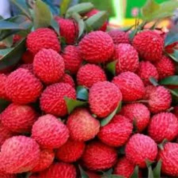 Natural Litchi Plants