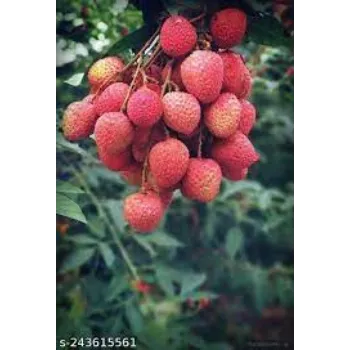 Organic Litchi Plant