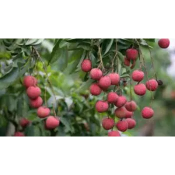 Common Litchi Plants