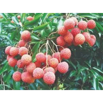 Pure Litchi Plant