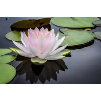 Fresh Lotus Flowers