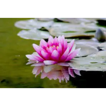 Natural Lotus Flowers