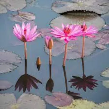 Fresh Lotus Flowers