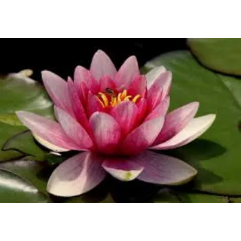 Fresh Lotus Flowers