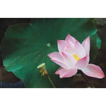  Lotus Plant