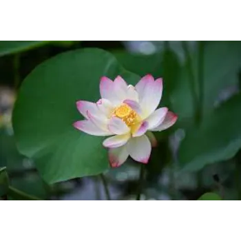  Lotus Plant