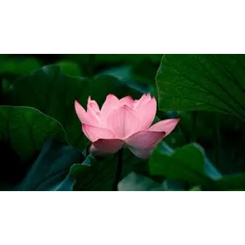 Lotus Flower Plants