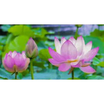 Natural Lotus Plant Manufacturer