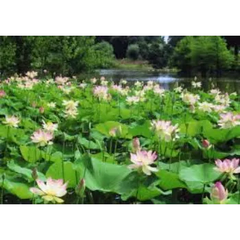 Common Lotus Plants Manufacturer