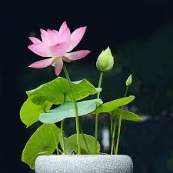 Lotus Flower Plants