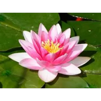 Pure Lotus Plant