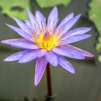 Fresh Lotus Plant