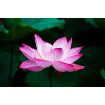 Natural Lotus  Plant