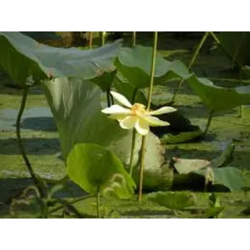 Natural Lotus Plants