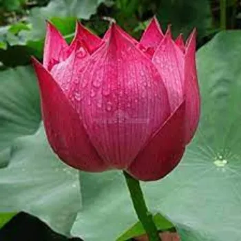 Lotus Plant Manufacturer