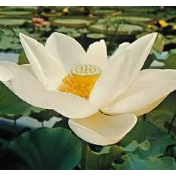 Lotus Plant Manufacturer