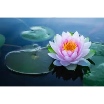 Natural Lotus Plants Manufacturer