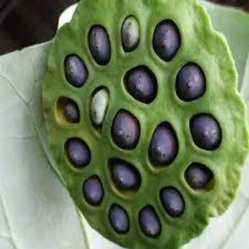 Common Lotus Seeds