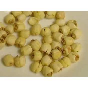 Lotus Seeds 