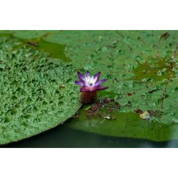 Organic Lotus  Seed