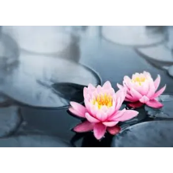 Organic Lotus Flowers