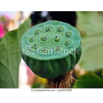 Lotus Seed